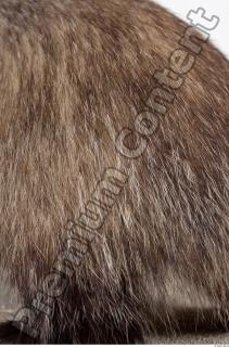 Badger tail photo reference 0001
